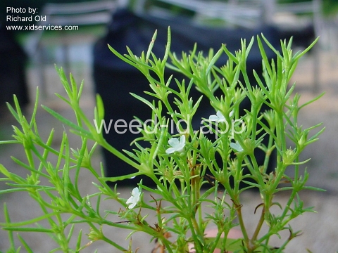 juniper-leaf